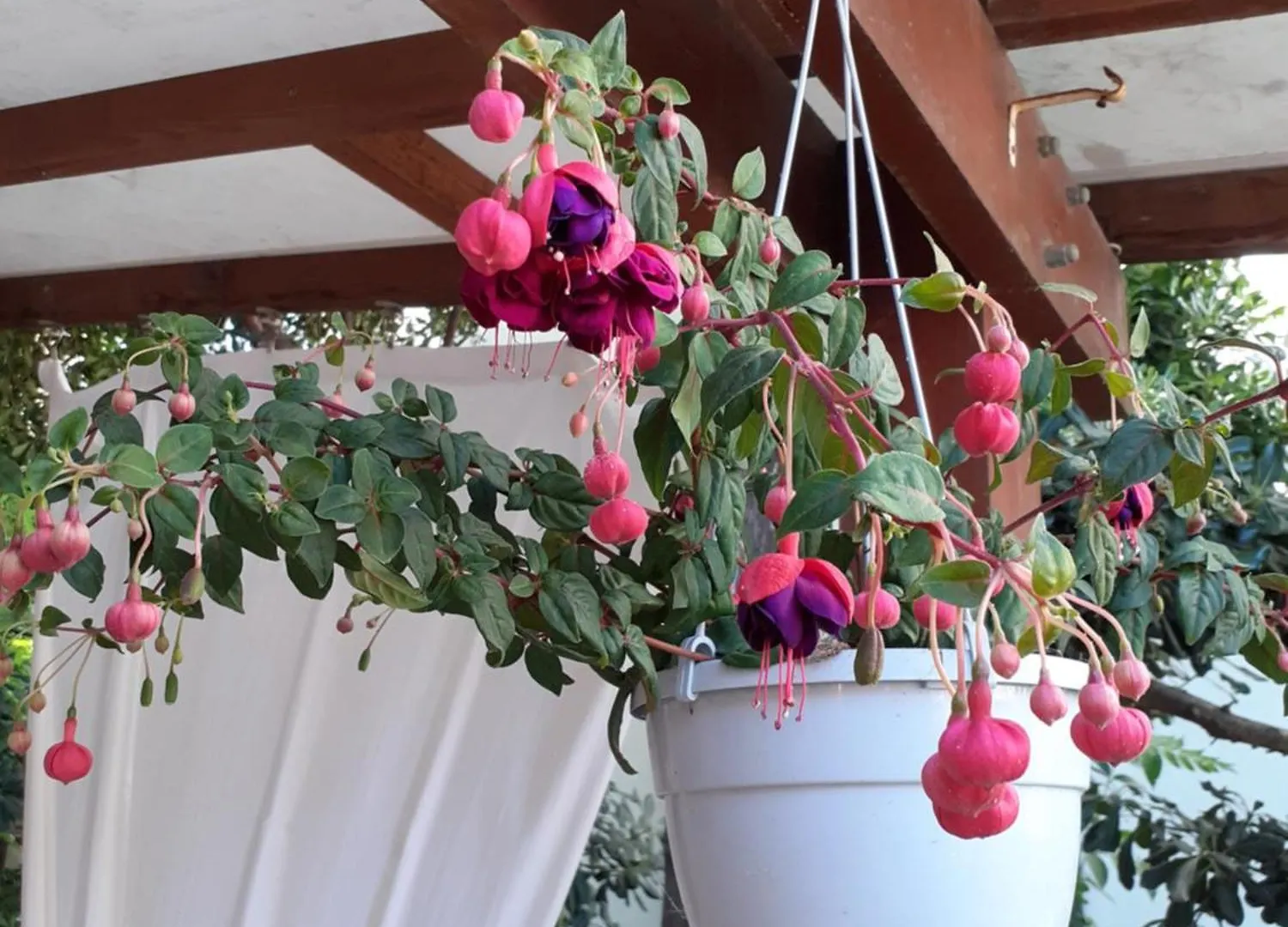 רימיני Hotel Migani 2*,